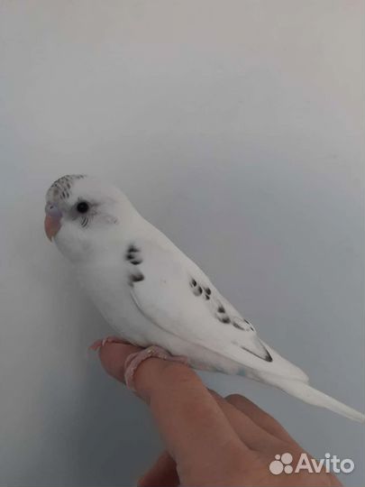 Волнистый попугай