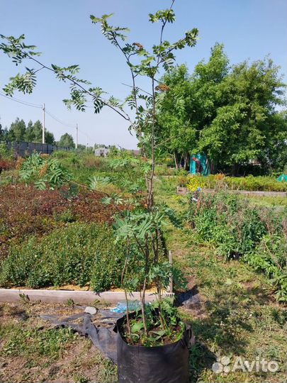 Рябина кустовая 3 м