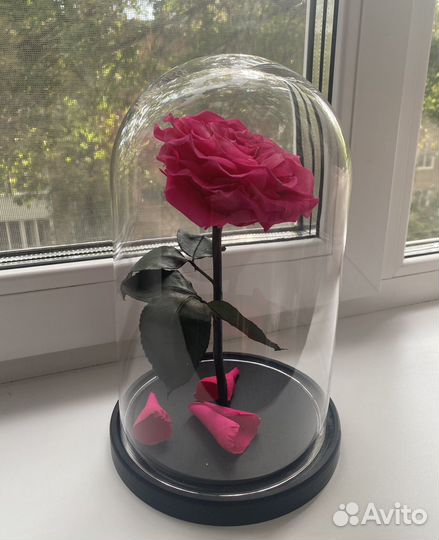 Роза в колбе