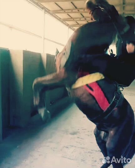 Лошади жеребец