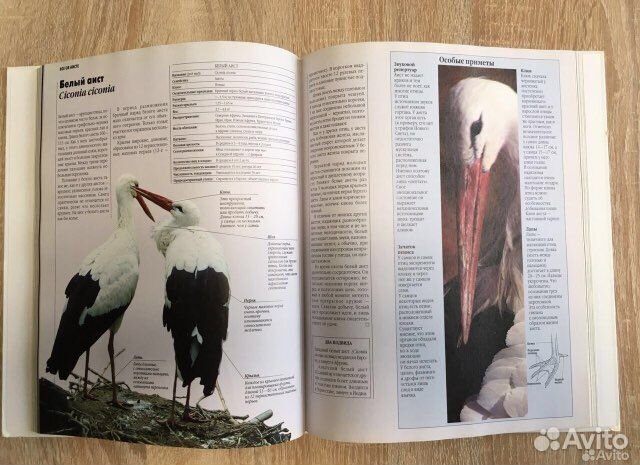 Книга «Африканские просторы»