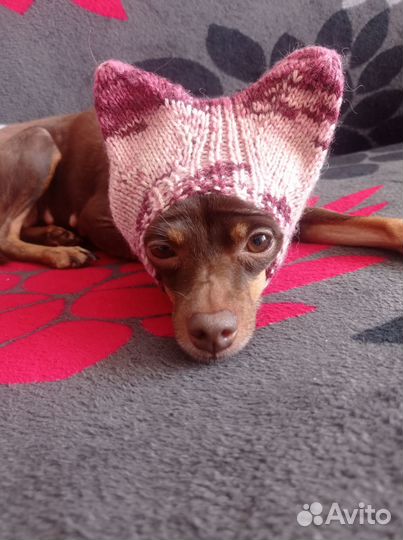 Одежда для собак мелких пород