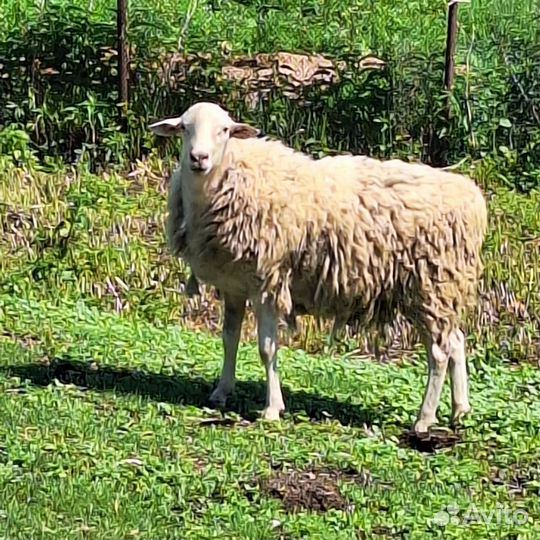 Катумский 100% Баран на племя