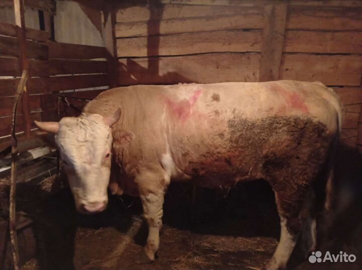 Быки на мясо живым весом