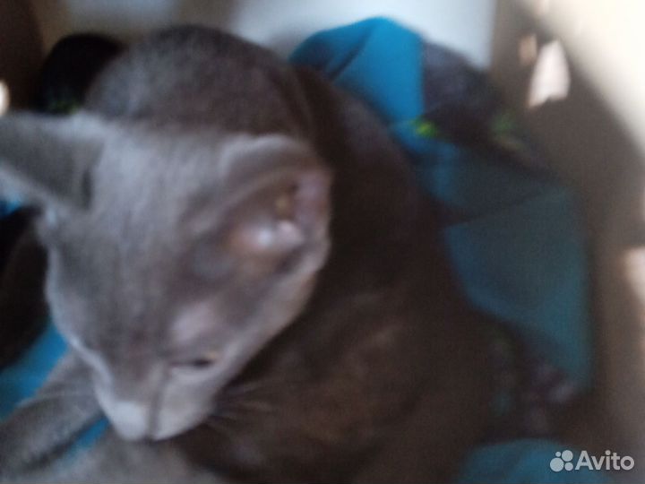 Домик для питомцев