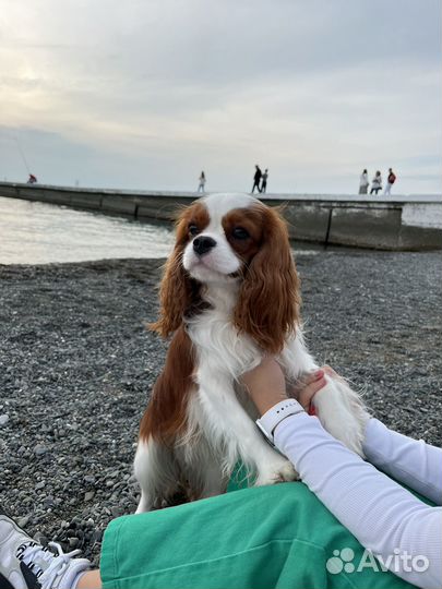 Вязка кобеля Кавалер Кинг Чарльз Спаниель 2 года