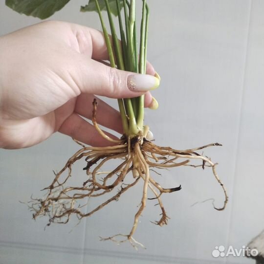 Спатифиллум