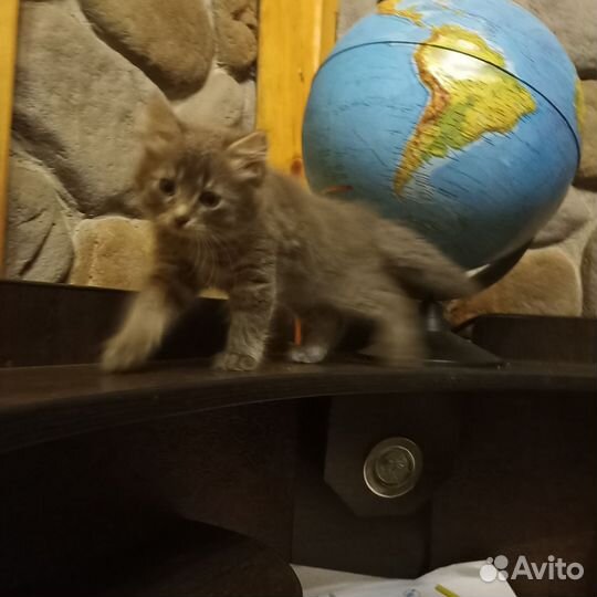 Очаровашка Шуша