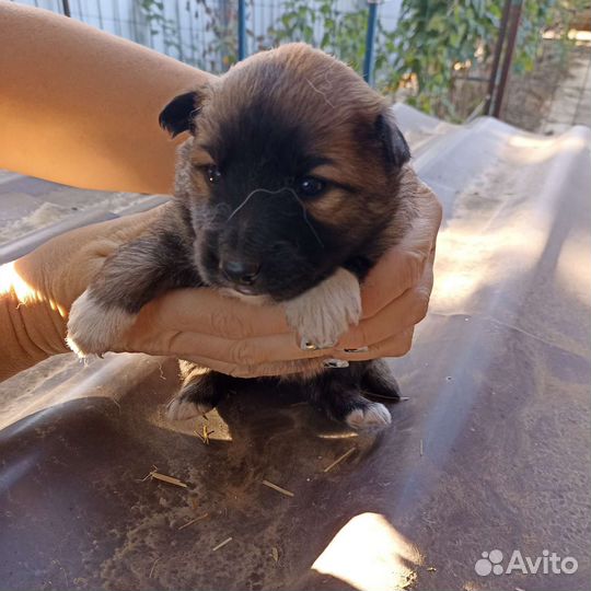 Щенки хаски в добрые руки