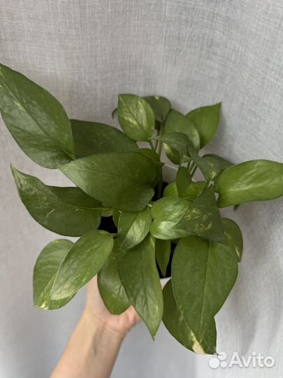 Сциндапсус