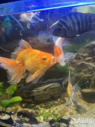 Рыба в аквариум