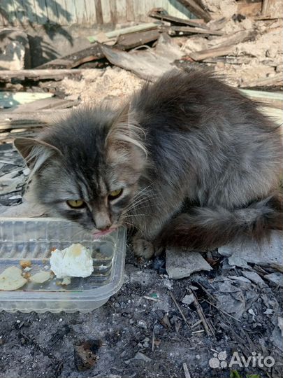 Котик бесплатно в добрые руки