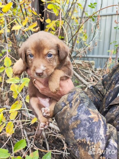 Шоколадный щенок мальчик