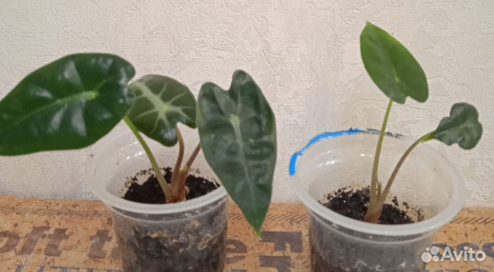 Алоказия Бамбино детки