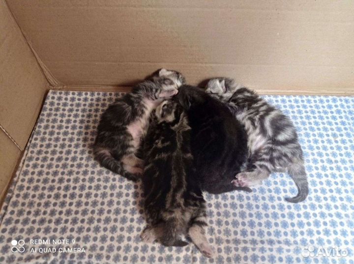 Шотландская кот ищет Кошку для вязки