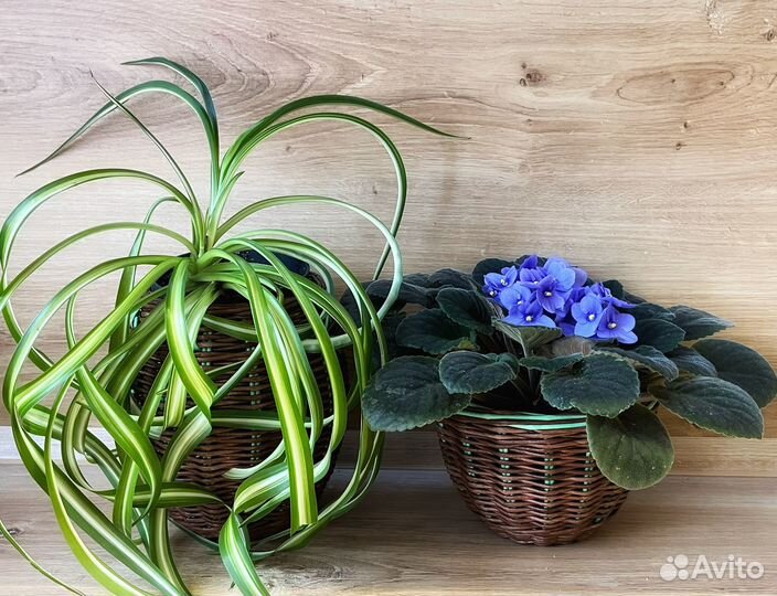 Плетенаые корзины