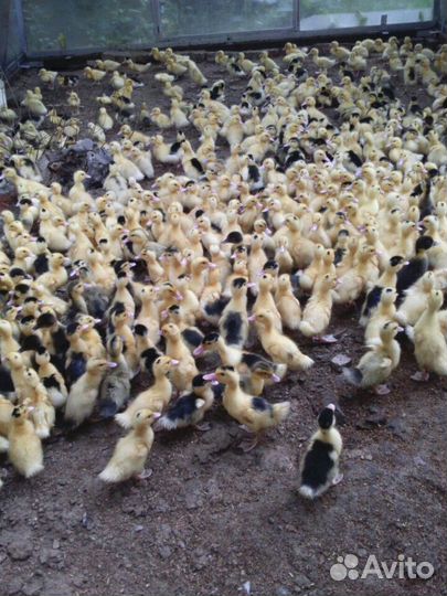 Быстрорастущая, постная утка