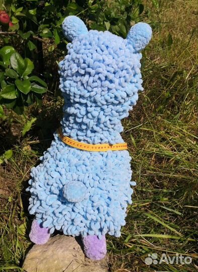 Альпака, лама