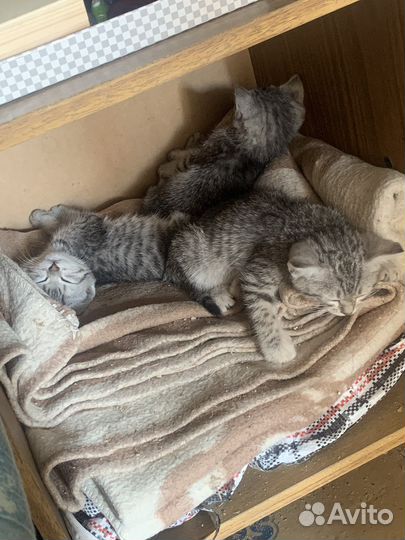 Котята в добрые руки