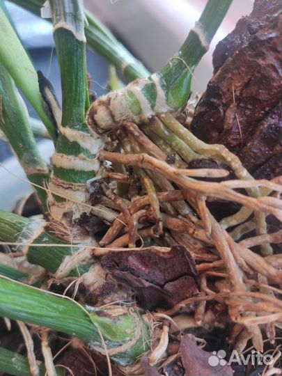 Орхидея каттлея