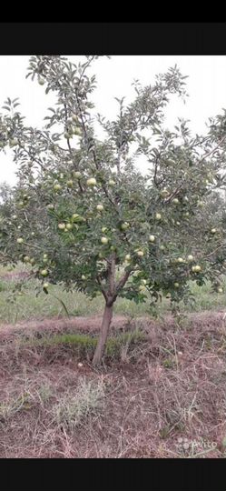 Участок 2 га (СНТ, ДНП)