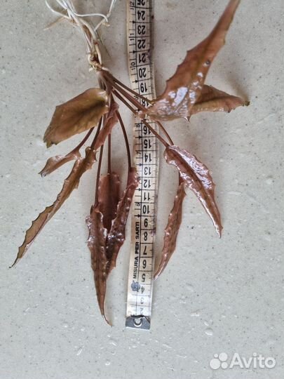 Криптокорина апоногетонолистная