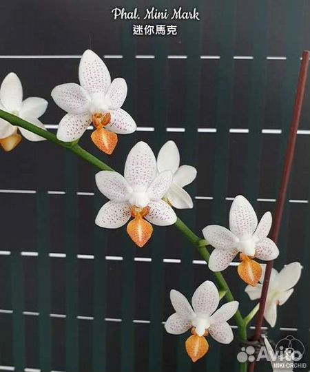 Орхидея фаленопсис, 9 сортов