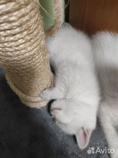 Остроухий шотландец, котенок