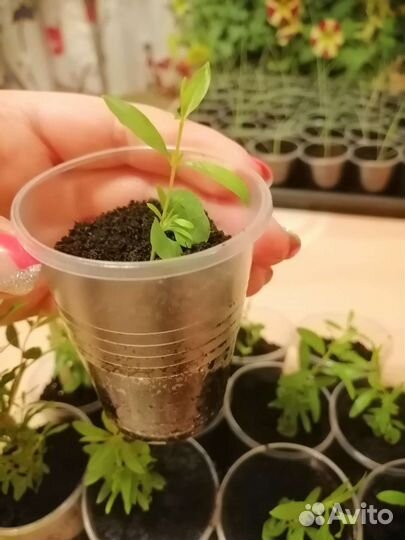 Гранат домашний