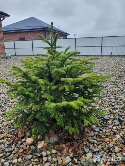 Пихта нордмана