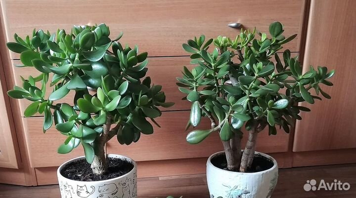 Денежное дерево. Крассула. Толстянка