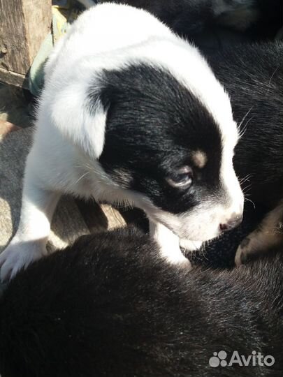 Щенки метис хаски