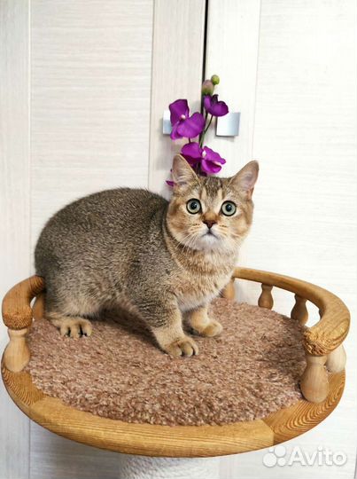 Шотландская прямоухая девочка 6 мес