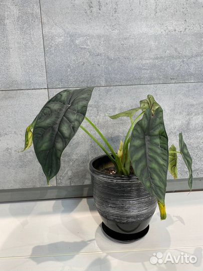 Комнатное растение алоказия
