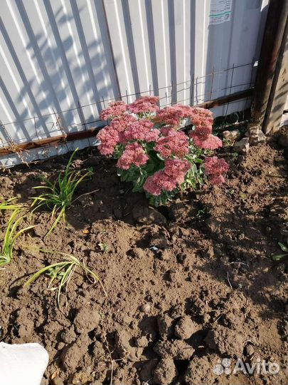 Многолетники