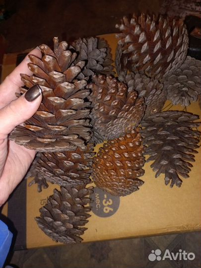 Огромные шишки для декора и поделок