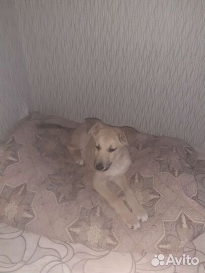 Пес в добрые руки