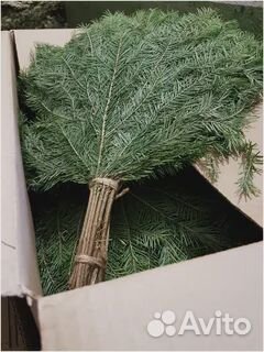 Веники пихтовые