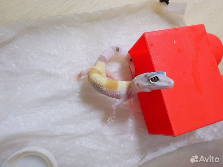 Эублефары малыши