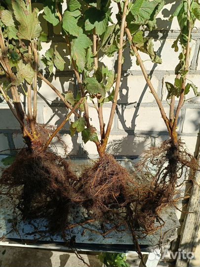 Саженцы черной смородины сорта 