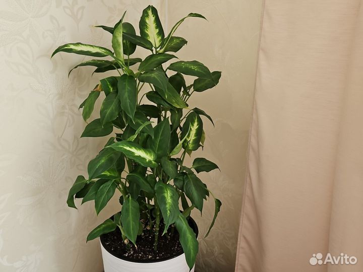 Диффенбахия кустовая Камилла