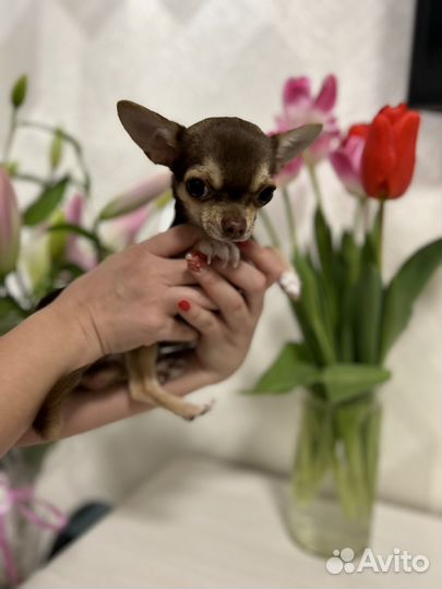 Вязка чихуахуа