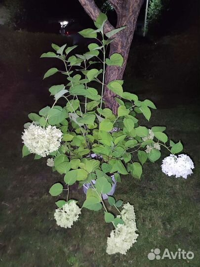 Анабель гортензия древовидная
