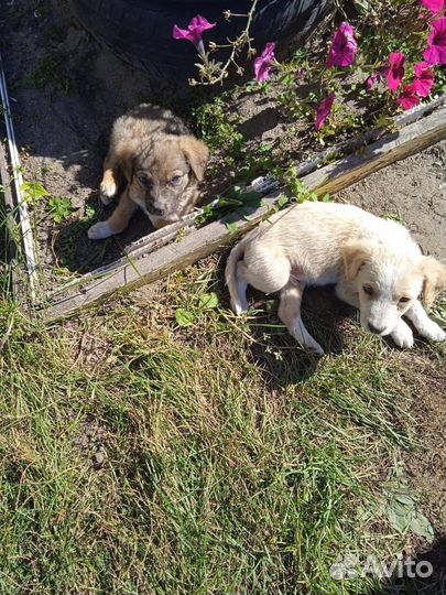 Отдам щенков добрых