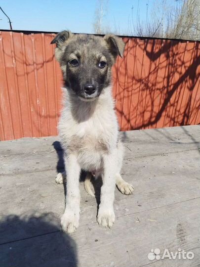 Щенок подросток, в добрые руки бесплатно