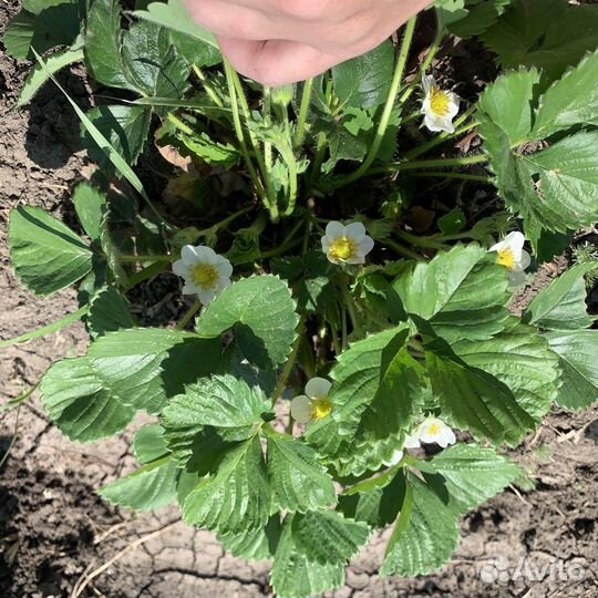 Рассада ремонтантной клубники