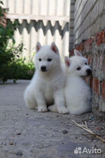 Щенки хаски