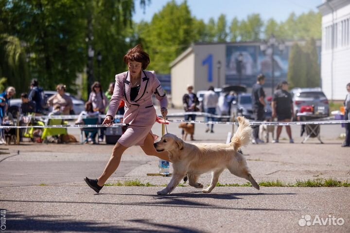 Золотистый ретривер вязка