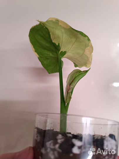 Сингониум Орм тонг