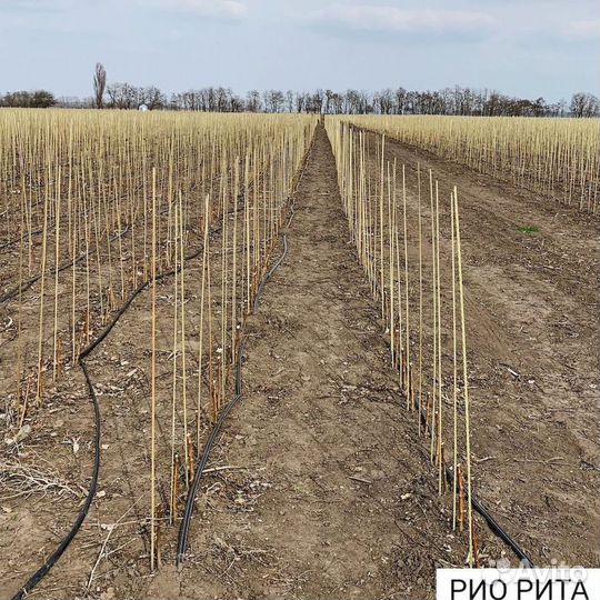 Колышки садовые композитные 12 мм